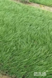 野牛草