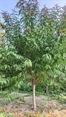 10公分红叶碧桃