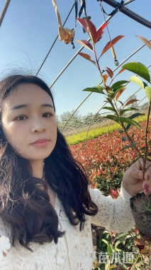 高度50厘米红叶石楠小苗