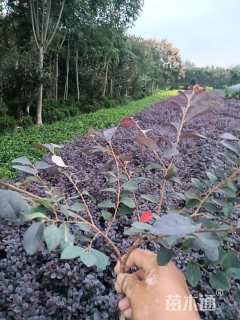 高度30厘米红花继木