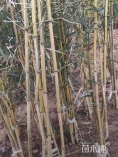 地栽苗金镶玉竹