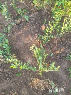 高度100厘米连翘