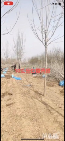 10公分老式白蜡