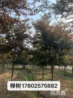 2公分榉树