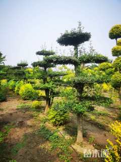 16公分白蜡
