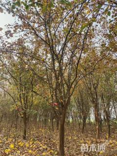 19公分木瓜海棠