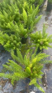 高度30厘米狐尾天门冬