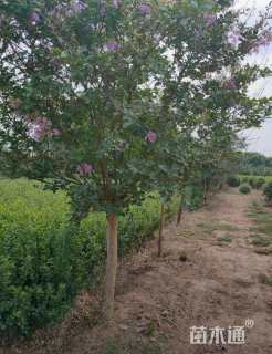 高度300厘米木槿