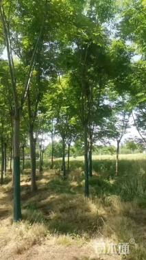 8公分栾树