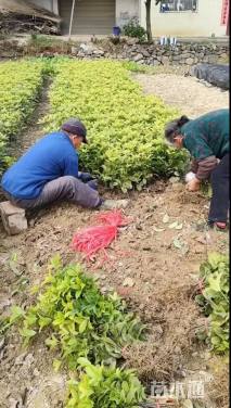 高度30厘米四季桂小苗