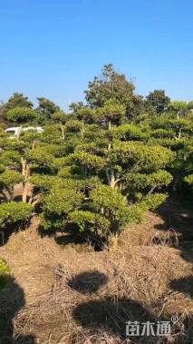 10公分造型瓜子黄杨