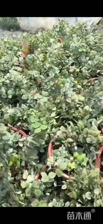 12厘米花叶络石