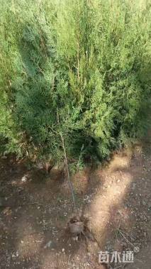 高度90厘米侧柏小苗