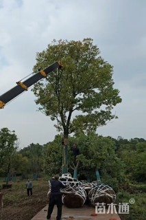 18公分香樟