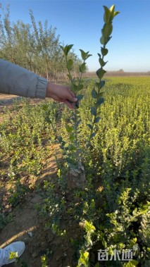 高度60厘米卫矛