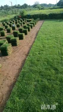 草卷状马尼拉草