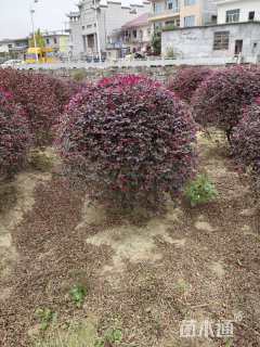 冠幅120厘米红花继木球