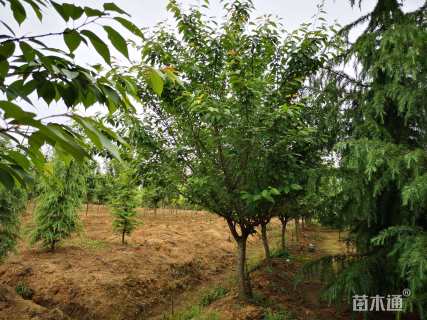 10公分樱花