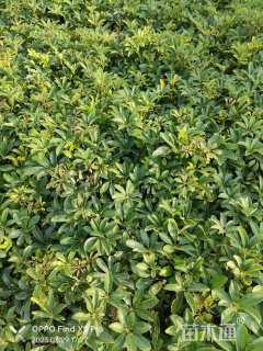 高度40厘米鸭脚木