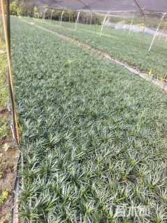 高度36厘米玉龙草