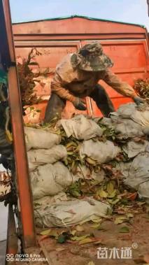 0.5公分红叶石楠