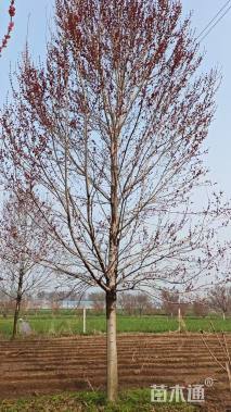 15公分美国红枫