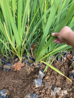 高度40厘米西伯利亚鸢尾