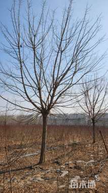 22公分金叶复叶槭