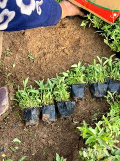 高度8厘米婆婆纳