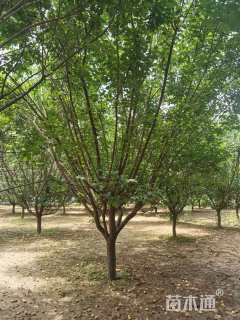 15公分骨里红梅