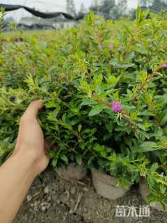 高度25厘米萼距花