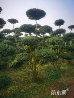 高度250厘米小叶女贞
