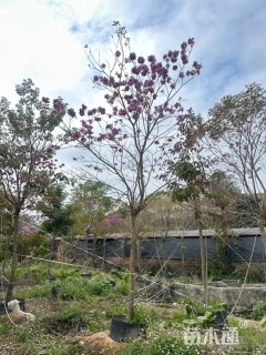 10公分紫花风铃木