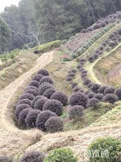 冠幅80厘米毛鹃球