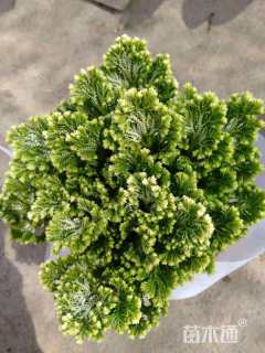高度20厘米卷柏