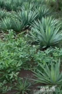 高度80厘米凤尾兰