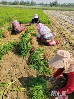 高度20厘米金娃娃萱草