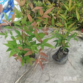 高度35厘米南天竹小苗