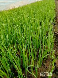 高度30厘米黄菖蒲