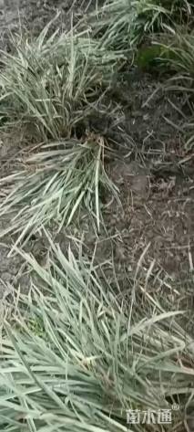 高度30厘米丽蚌草