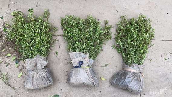 高度40厘米丰花月季