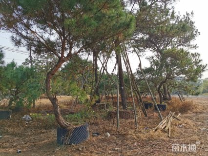 高度600厘米马尾松