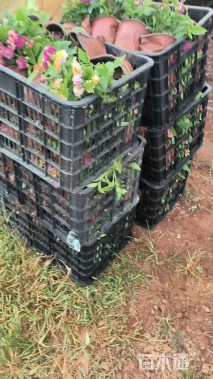 冠幅10厘米五色梅