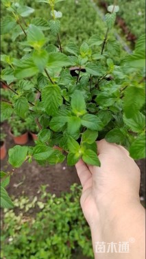 高度20厘米紫花马樱丹