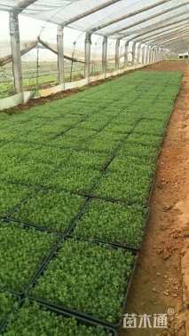 高度3厘米中华景天