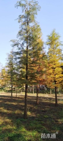 12公分池杉