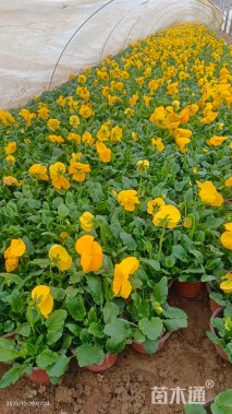 高度20厘米三色堇