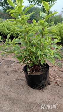 高度35厘米花叶锦带