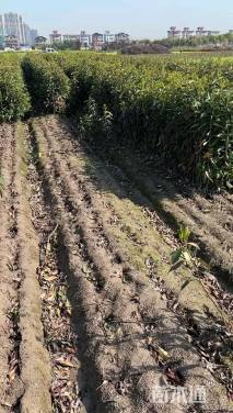 高度150厘米法国冬青