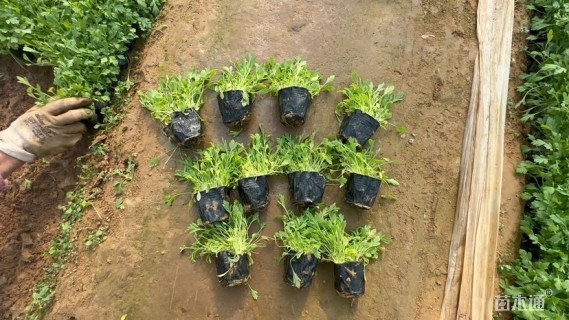 高度7厘米虞美人